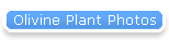 Olivine Plant Photos
